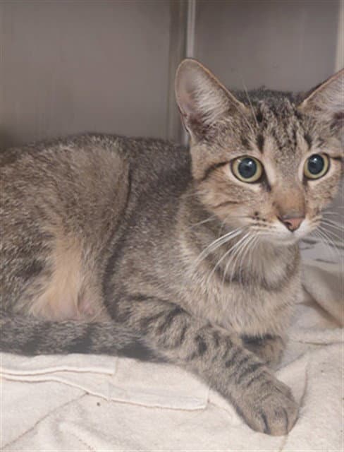 Unknown - Domestic Short Hair