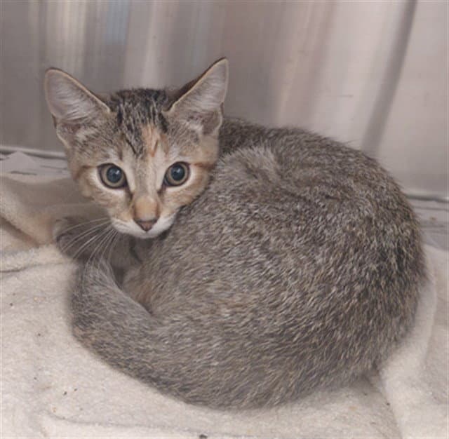 Unknown - Domestic Short Hair