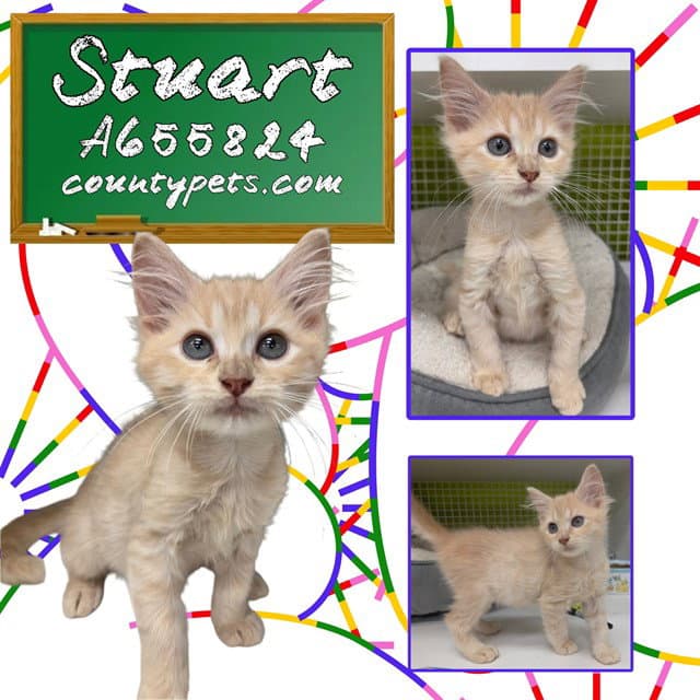 Unknown - Domestic Short Hair