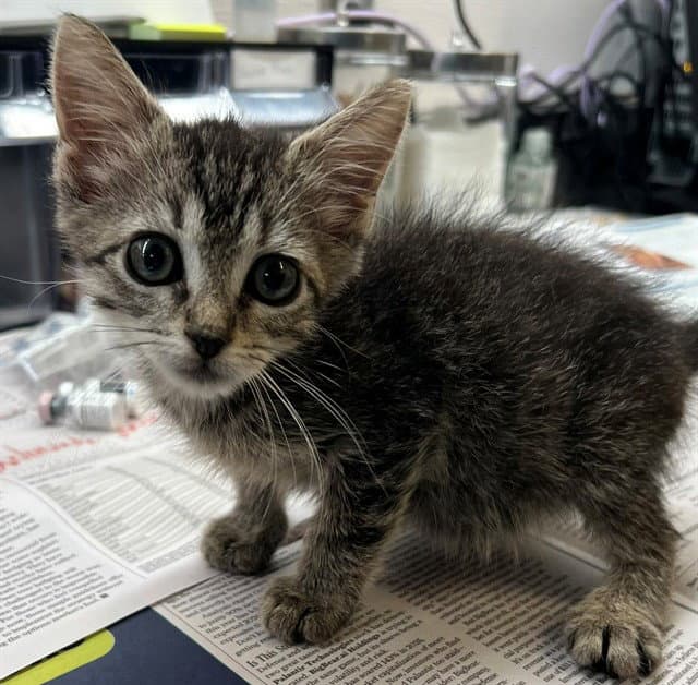 Unknown - Domestic Short Hair