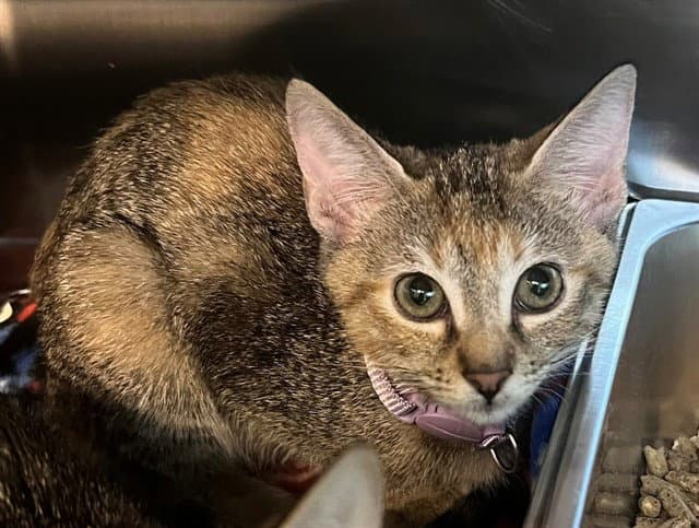 Pixie - Domestic Short Hair
