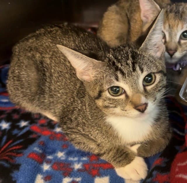 Poppy - Domestic Short Hair