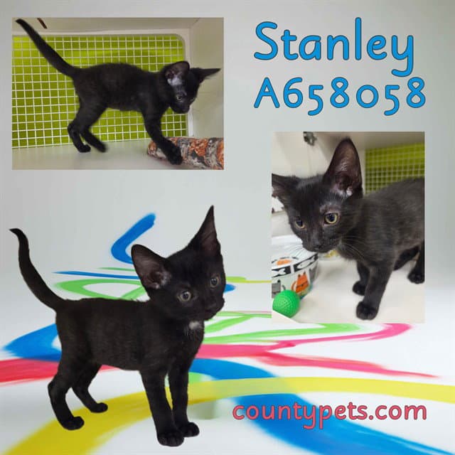 Stanley - Domestic Short Hair