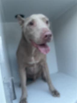 Bentley image 1