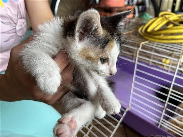 Nezuko - Domestic Short Hair