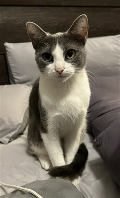 Luna - Domestic Short Hair