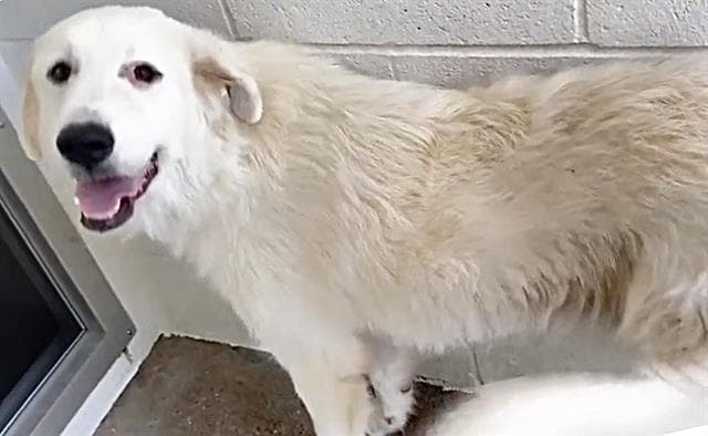 Jasper - Great Pyrenees