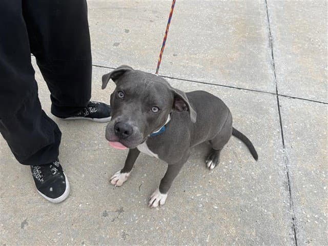 Kingston - Pit Bull Terrier