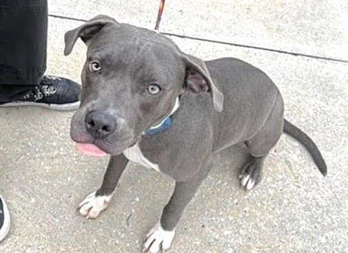 Kingston - Pit Bull Terrier