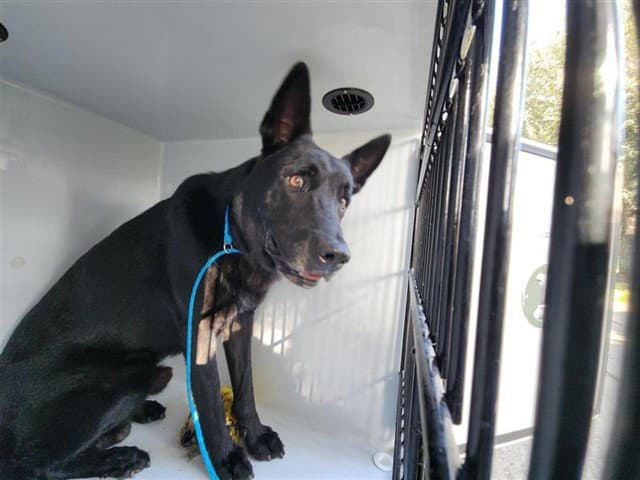Unknown - German Shepherd Dog