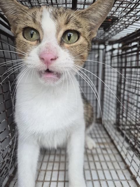 Unknown - Domestic Short Hair
