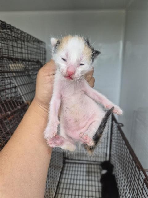 Unknown - Domestic Short Hair