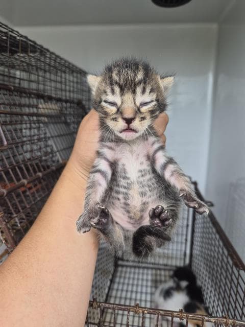 Unknown - Domestic Short Hair