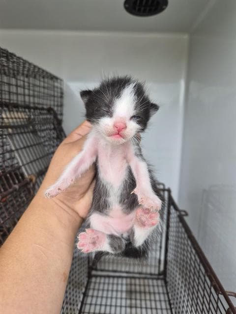 Unknown - Domestic Short Hair