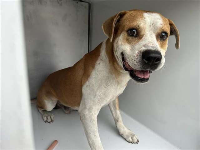 Unknown - Pit Bull Terrier