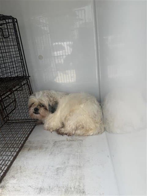 Unknown - Shih Tzu