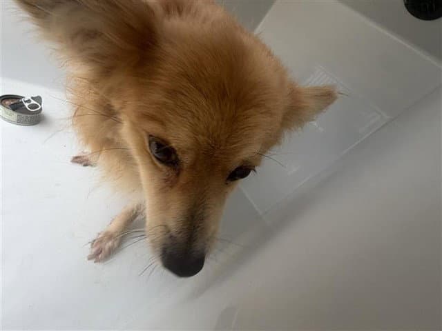 Unknown - Pomeranian