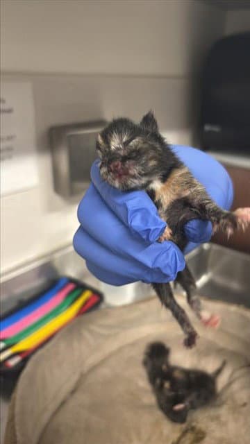 Unknown - Domestic Short Hair