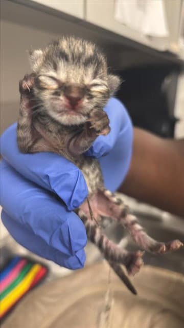 Unknown - Domestic Short Hair