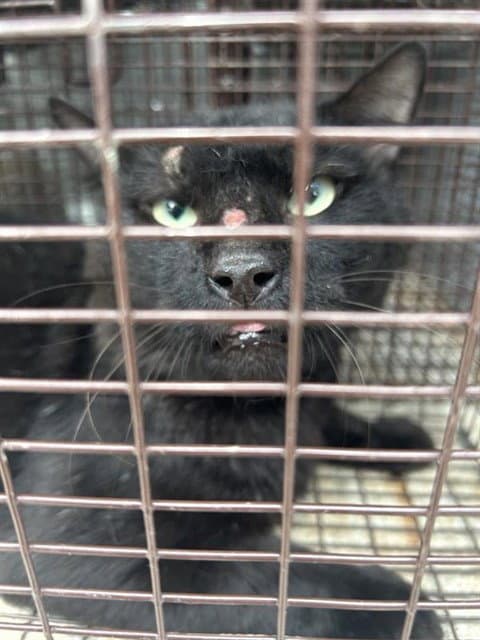 Unknown - Domestic Short Hair