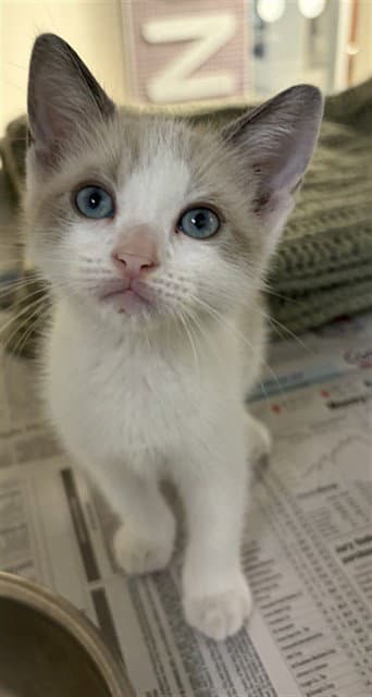 Unknown - Domestic Short Hair