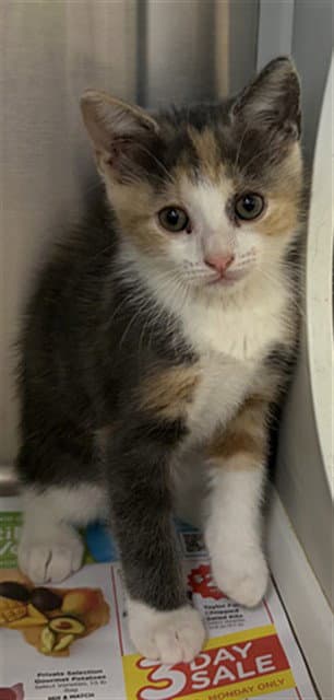 Unknown - Domestic Short Hair