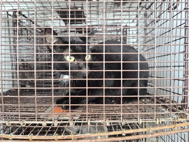 Unknown - Domestic Short Hair