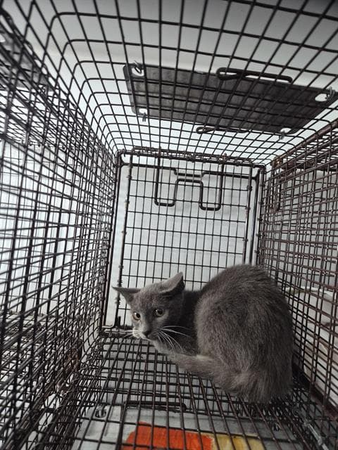 Unknown - Domestic Short Hair