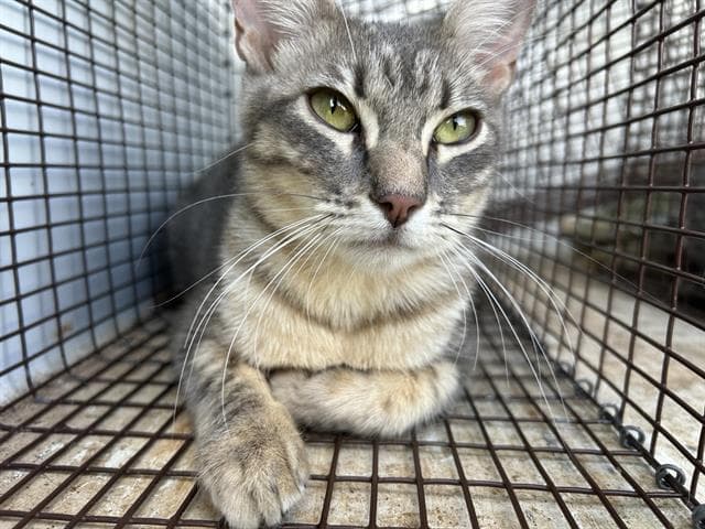 Gracie - Domestic Medium Hair