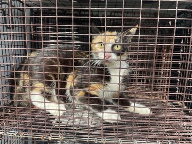 Unknown - Domestic Short Hair