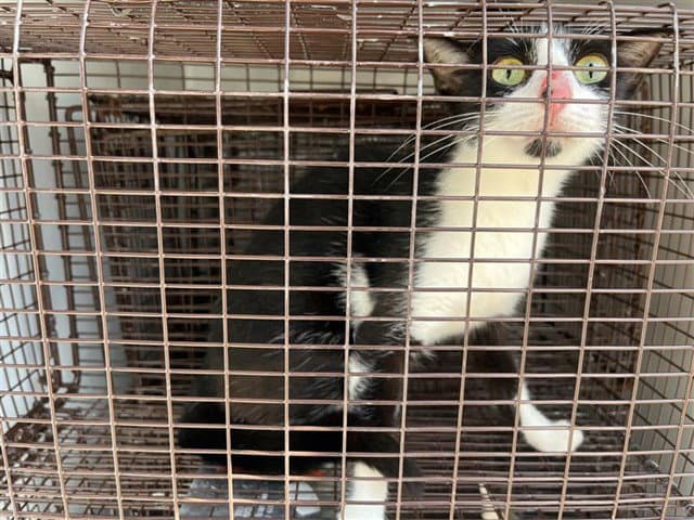 Unknown - Domestic Short Hair