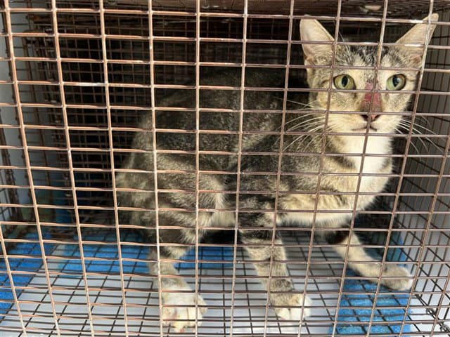Unknown - Domestic Short Hair