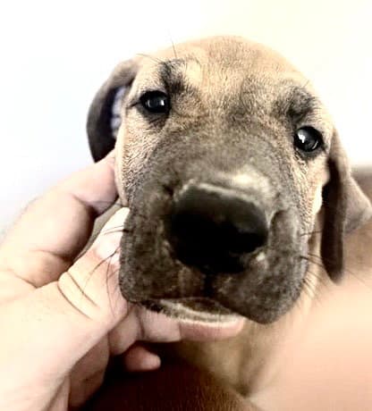Unknown - Redbone Coonhound