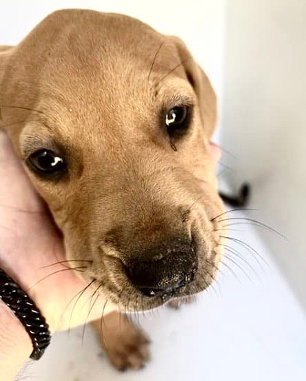Unknown - Redbone Coonhound