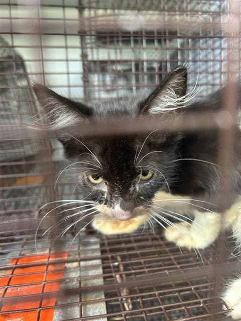 Unknown - Domestic Short Hair