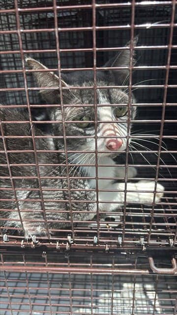 Unknown - Domestic Short Hair