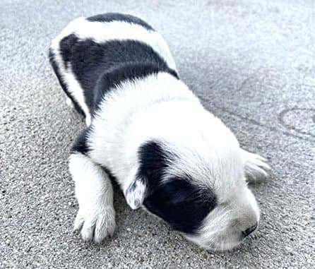 Unknown - German Shepherd Dog