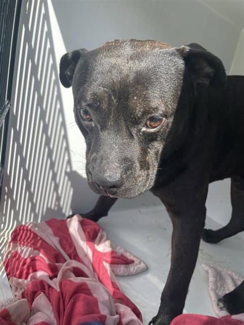 Unknown - Staffordshire Bull Terrier