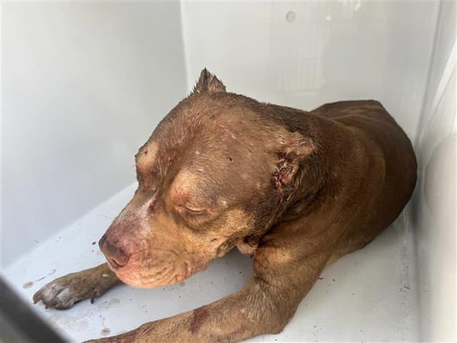 Rex - Pit Bull Terrier
