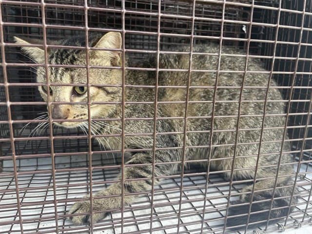Unknown - Domestic Short Hair