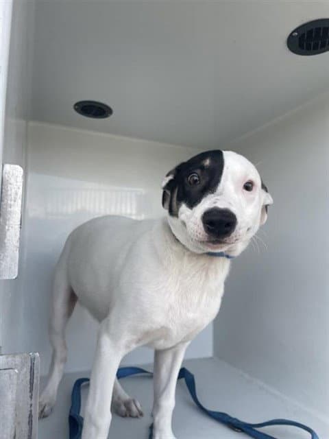 Unknown - Dogo Argentino