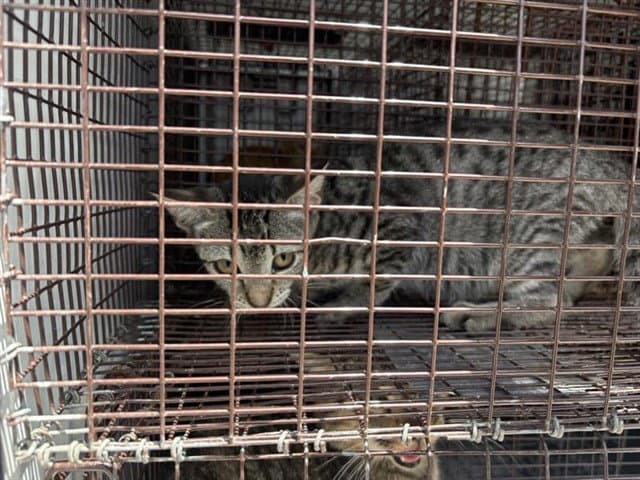 Unknown - Domestic Short Hair