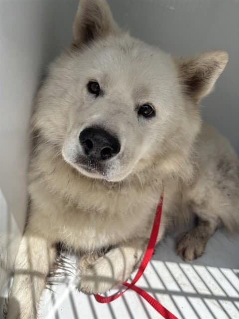 Unknown - Chow Chow