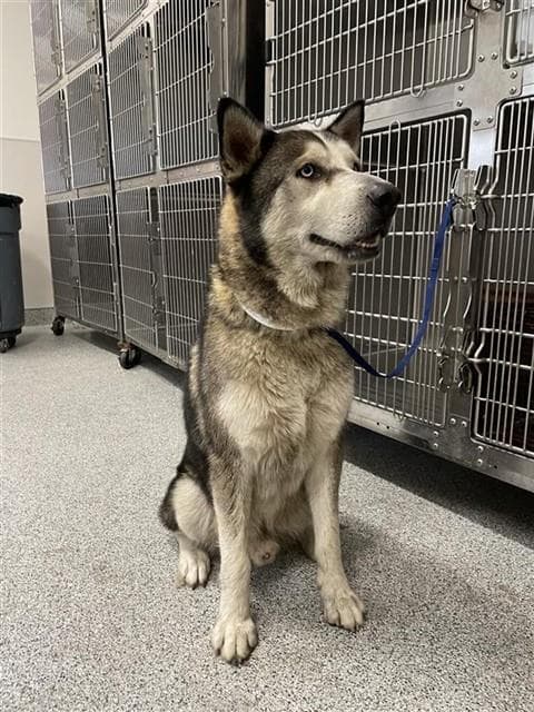 Unknown - Husky