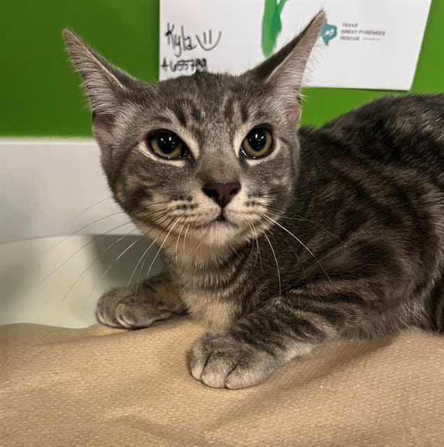 Zuko - Domestic Short Hair