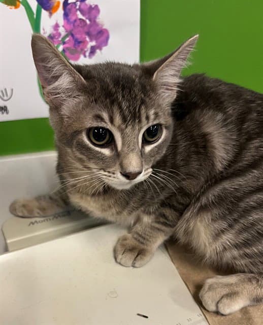 Lao - Domestic Short Hair