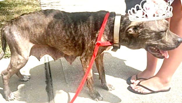 Unknown - American Pit Bull Terrier