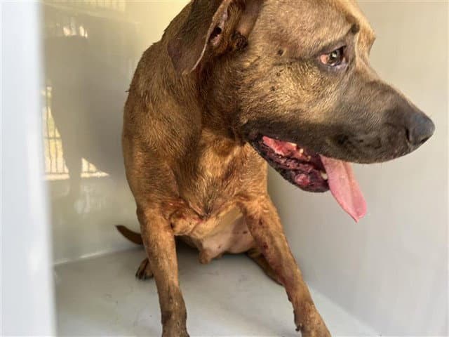 Beyonce - Cane Corso Mastiff