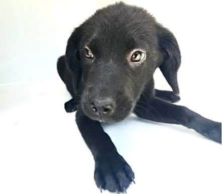 Unknown - Labrador Retriever