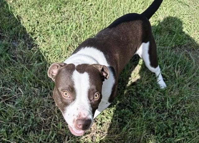 Unknown - Pit Bull Terrier